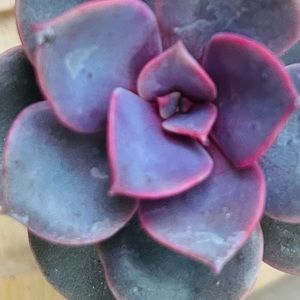 Free w > $50 purchase Lace chocker. Adjustable new